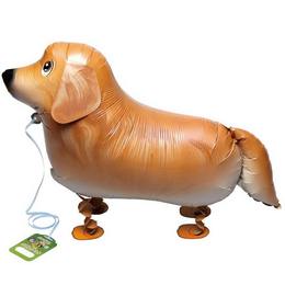 Golden Retriver (50 cm, sétáló lufi)